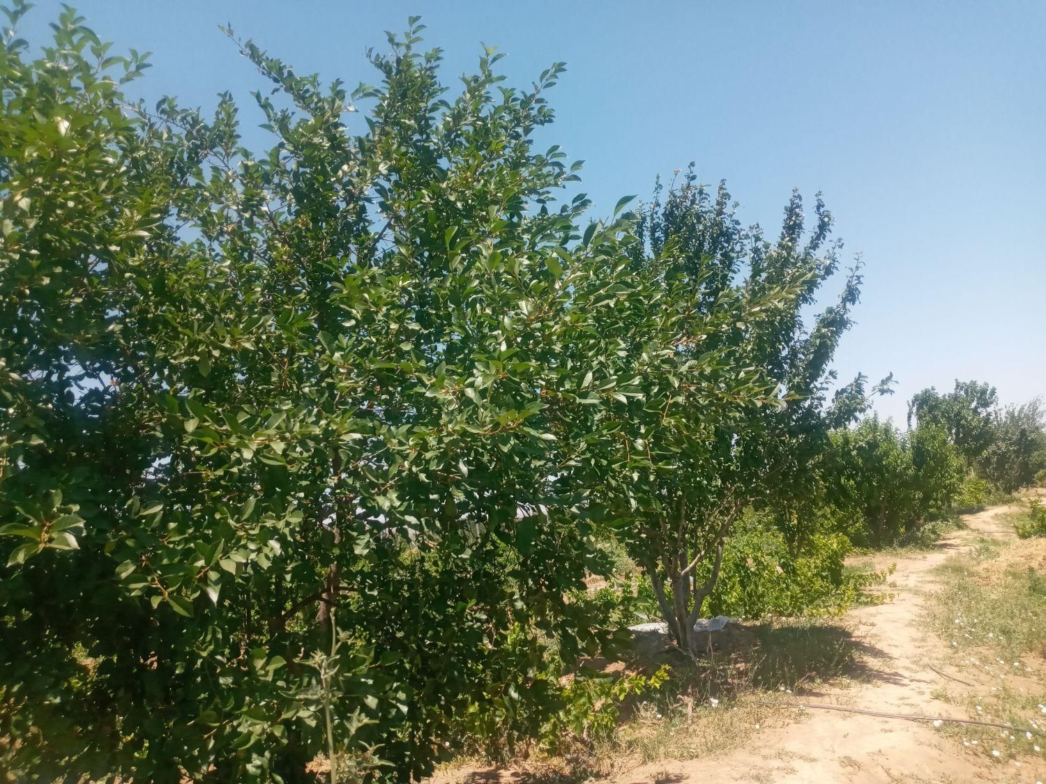 باغ و باغچه انگور ۱۰۰۰متری و... در تاکستان|فروش زمین و ملک کلنگی|تهران, آشتیانی|دیوار