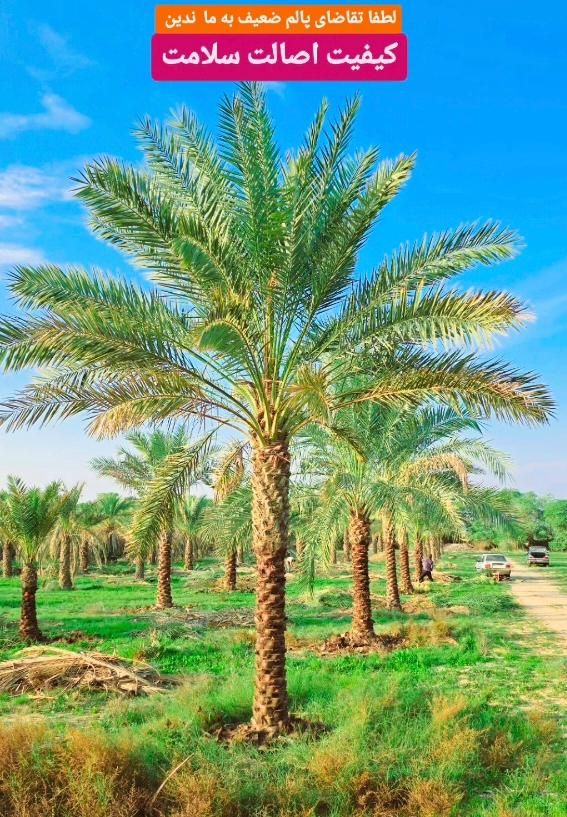 درخت پالم چه زیباست نخل|خدمات باغبانی و درختکاری|یاسوج, |دیوار