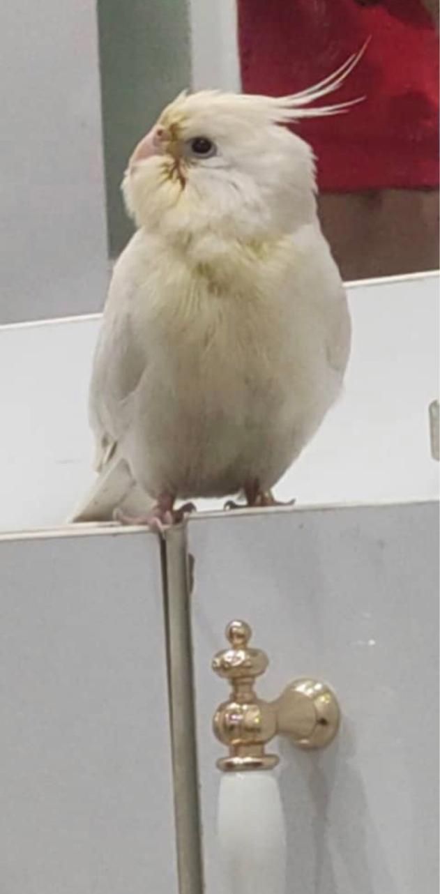 عروس هلندی  گم شده|حیوانات|اهرم, |دیوار