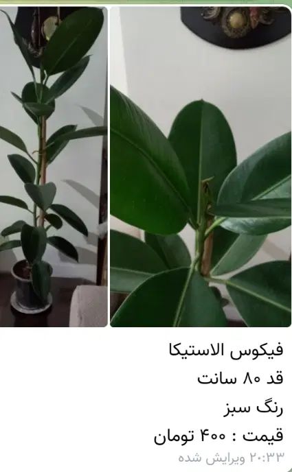 گل فیکوس الاستیکا ، سانسوریا ابلق ، زاموفیلیا|گل و گیاه طبیعی|تهران, شهرک چیتگر|دیوار