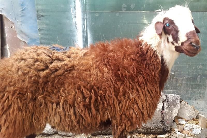 قصاب ذبح دام در محل|خدمات پذیرایی، مراسم|اسلامشهر, شهرک مفیدی|دیوار