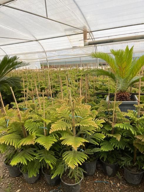 گل و گیاه اپارتمانی کاج مطبق محلات|گل و گیاه طبیعی|محلات, |دیوار