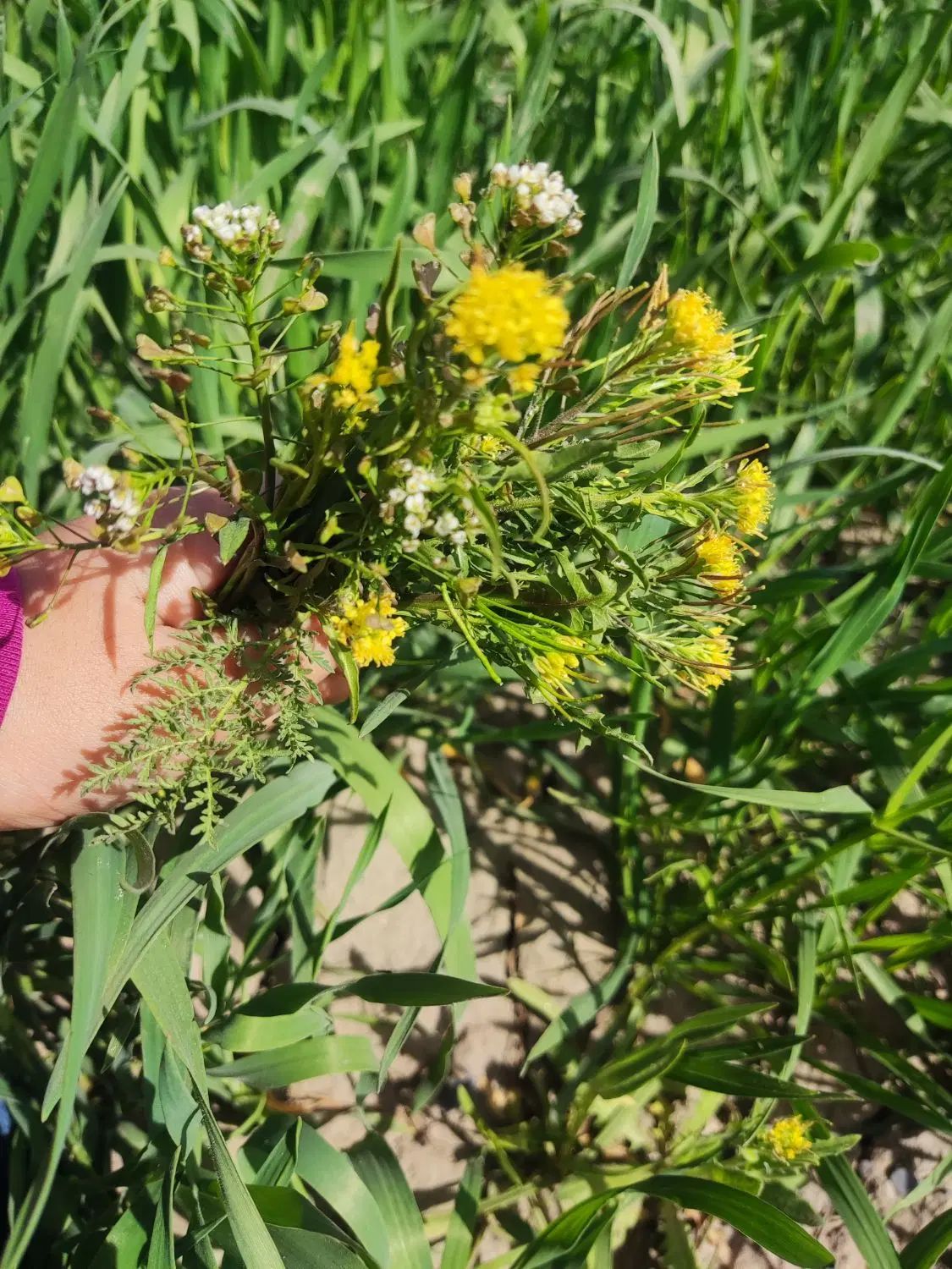 زمین ۱۷۰ متری|فروش زمین و ملک کلنگی|مشهد, ایوان|دیوار