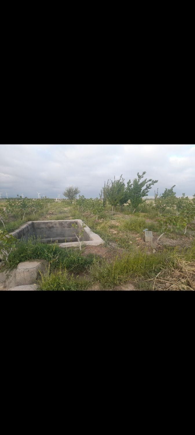 فروش زمین ۱۲۰۰ متری بانهال پسته در بینالود|فروش زمین و ملک کلنگی|مشهد, کوی پلیس|دیوار
