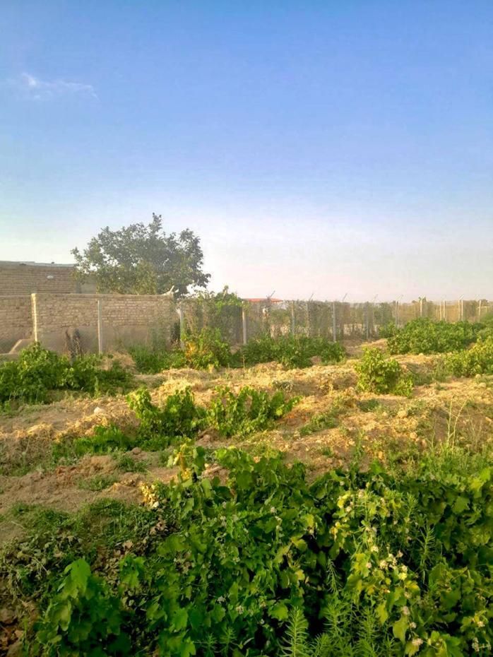 ۱۰۰۰ متر باغ انگور بارده در تاکستان|فروش دفتر صنعتی، کشاورزی، تجاری|کرج, عظیمیه|دیوار