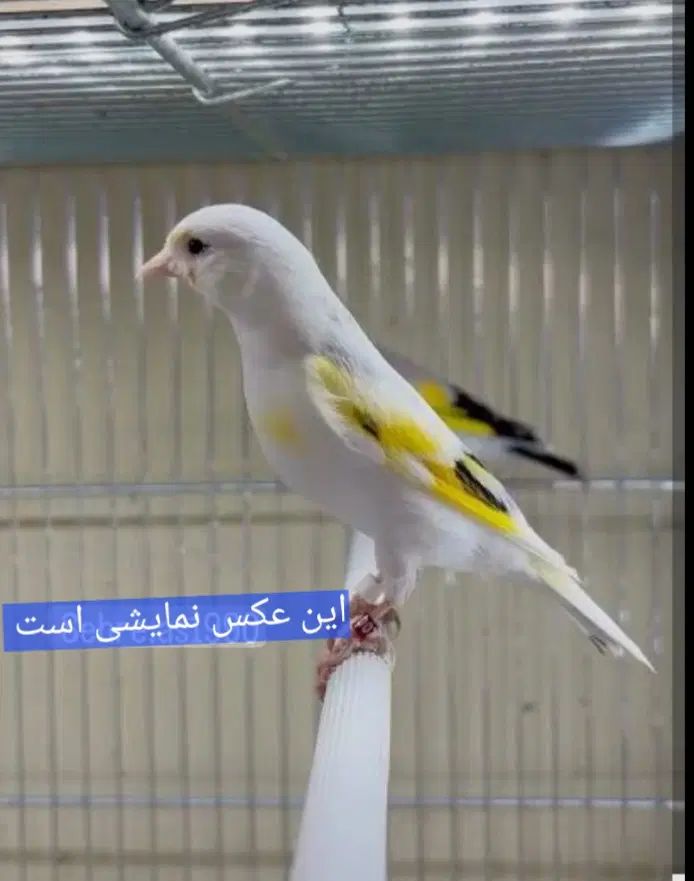 سهره سفید ایرانی ۱ ساله نر|پرنده|اصفهان, ارداجی|دیوار
