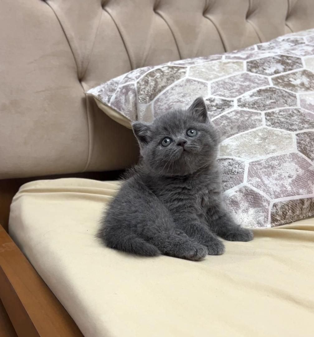 مجموعه بزرگ گربه ها ( پرشین اسکاتیش بریتیش)|گربه|شیراز, دروازه اصفهان|دیوار