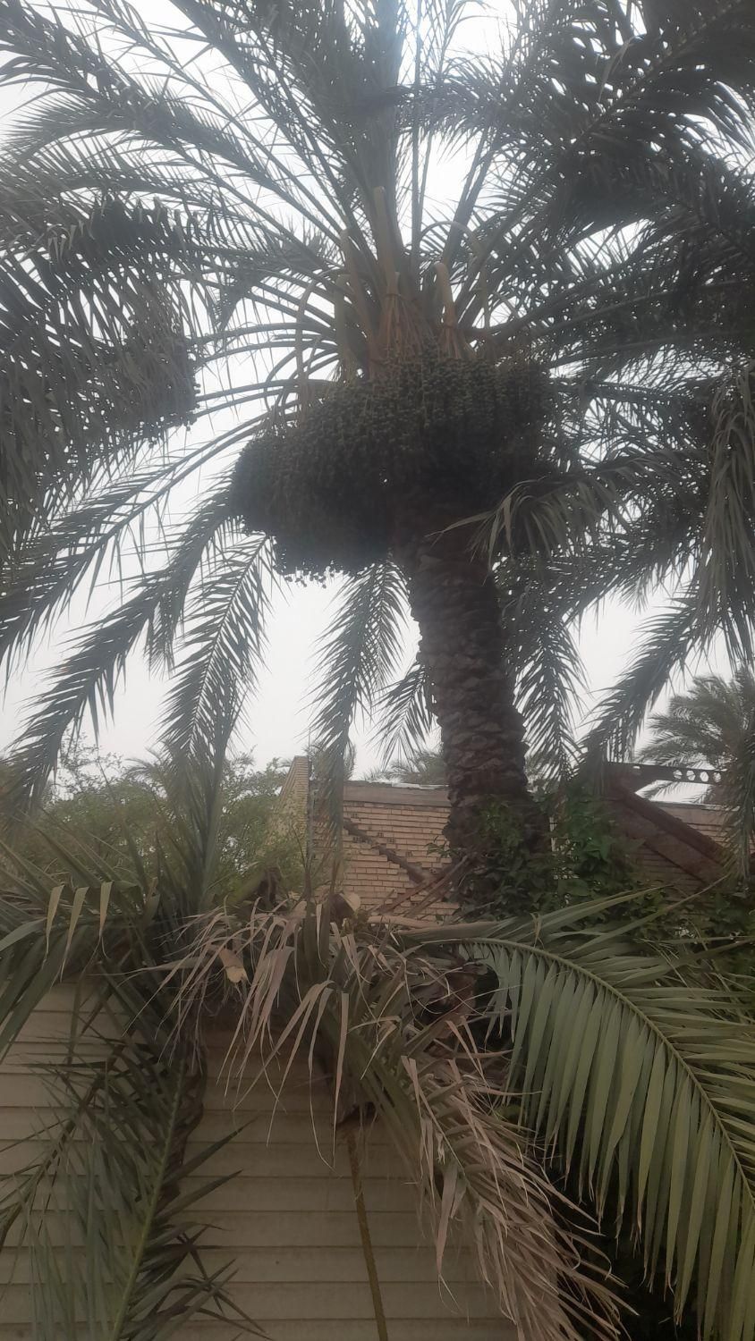 درخت گرازحرفه ای|گل و گیاه طبیعی|بم, |دیوار