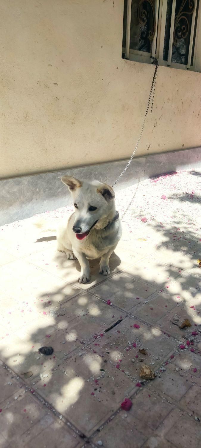 سگ خانگی پاکوتا|سگ|هشترود, |دیوار