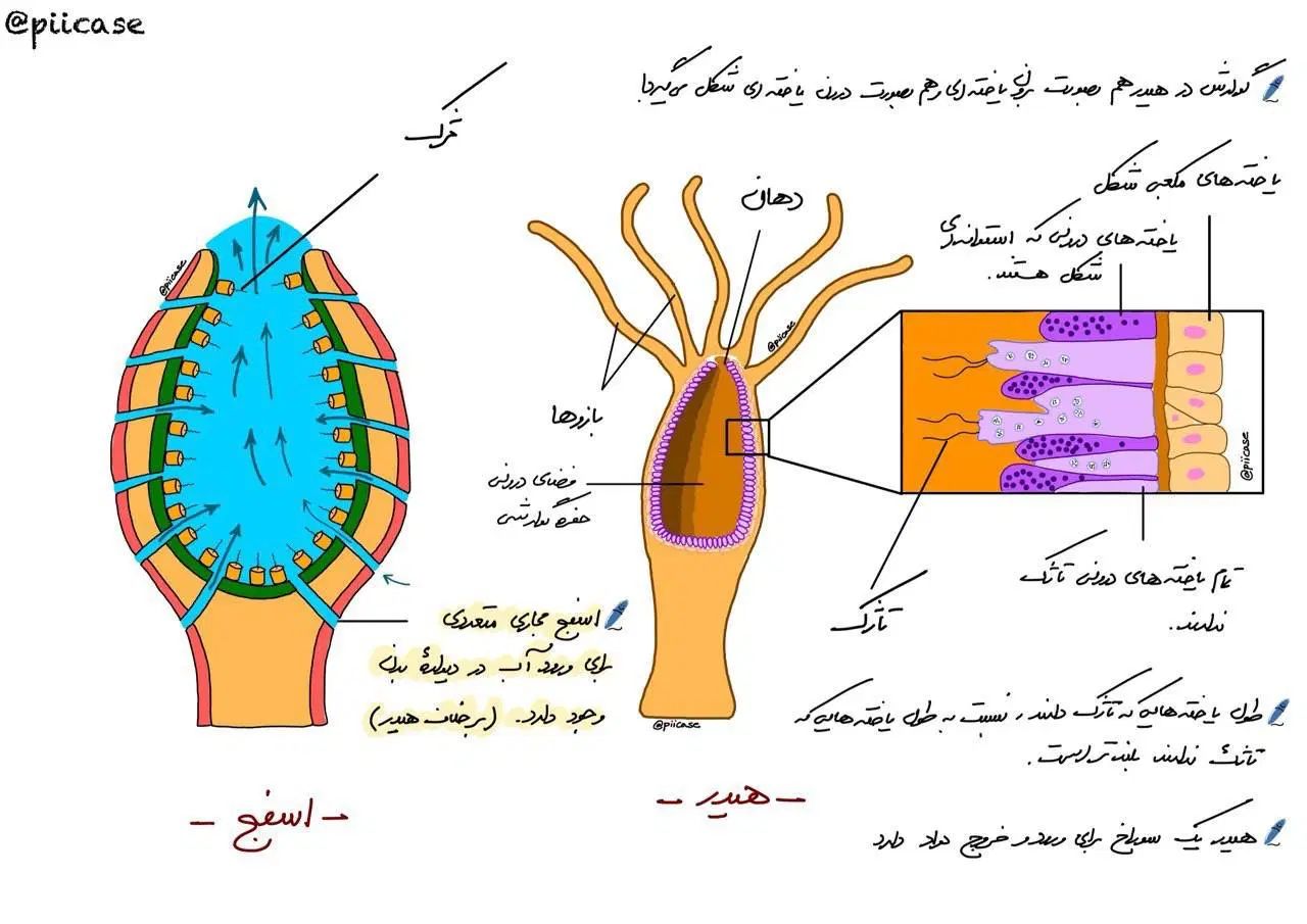 تدریس تخصصی زیست توسط دکتر شاهینی|خدمات آموزشی|تهران,  امام زاده قاسم (نیاوران)|دیوار