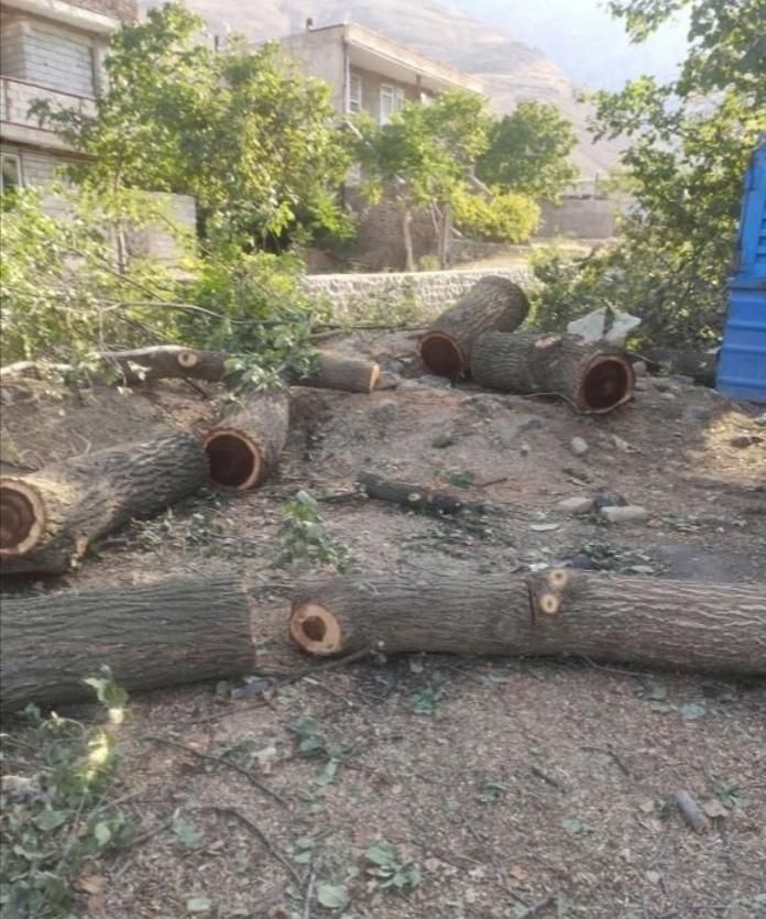 خرید انواع چوب باغی و ساختمانی|خدمات باغبانی و درختکاری|علی‌آباد کتول, |دیوار