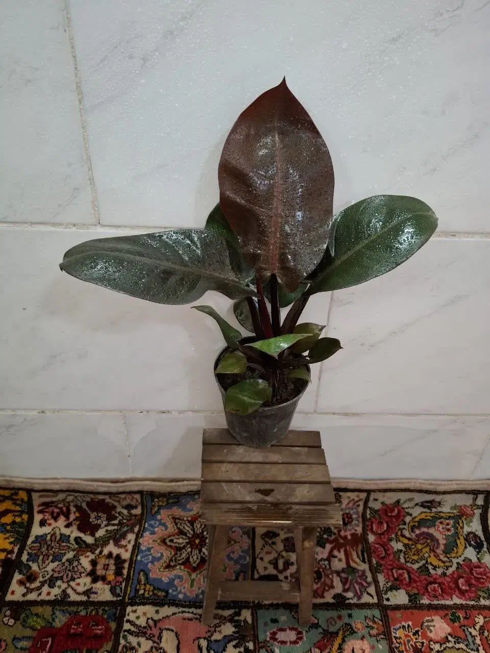 گلخانه آذرگُشَسْب گل‌های ارزان با کیفیت|گل و گیاه طبیعی|اصفهان, باغ فدک|دیوار