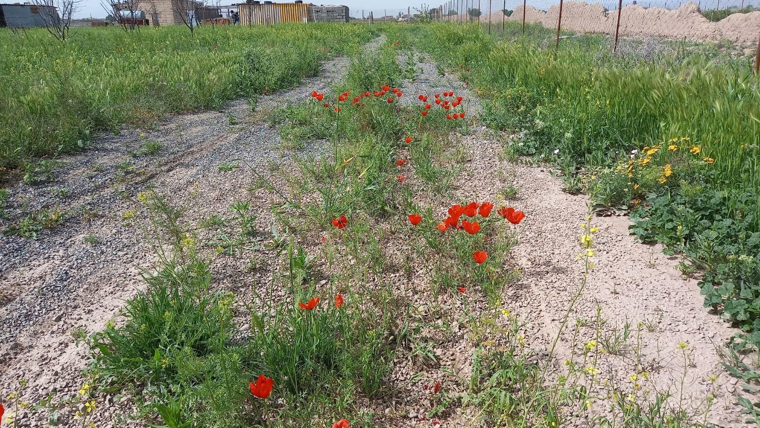 زمین کشاورزی گلخانه زعفران و....|فروش زمین و ملک کلنگی|مشهد, امام رضا (ع)|دیوار