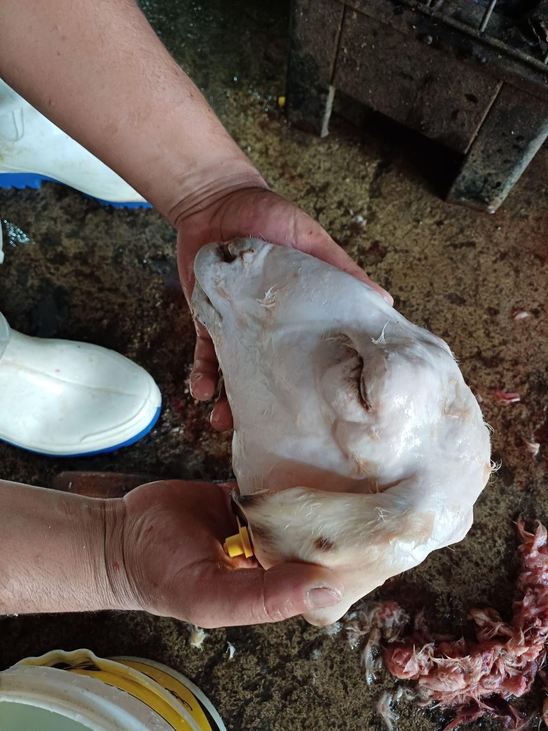 گوسفند زنده گوشتی|حیوانات مزرعه|تهران, نارمک|دیوار