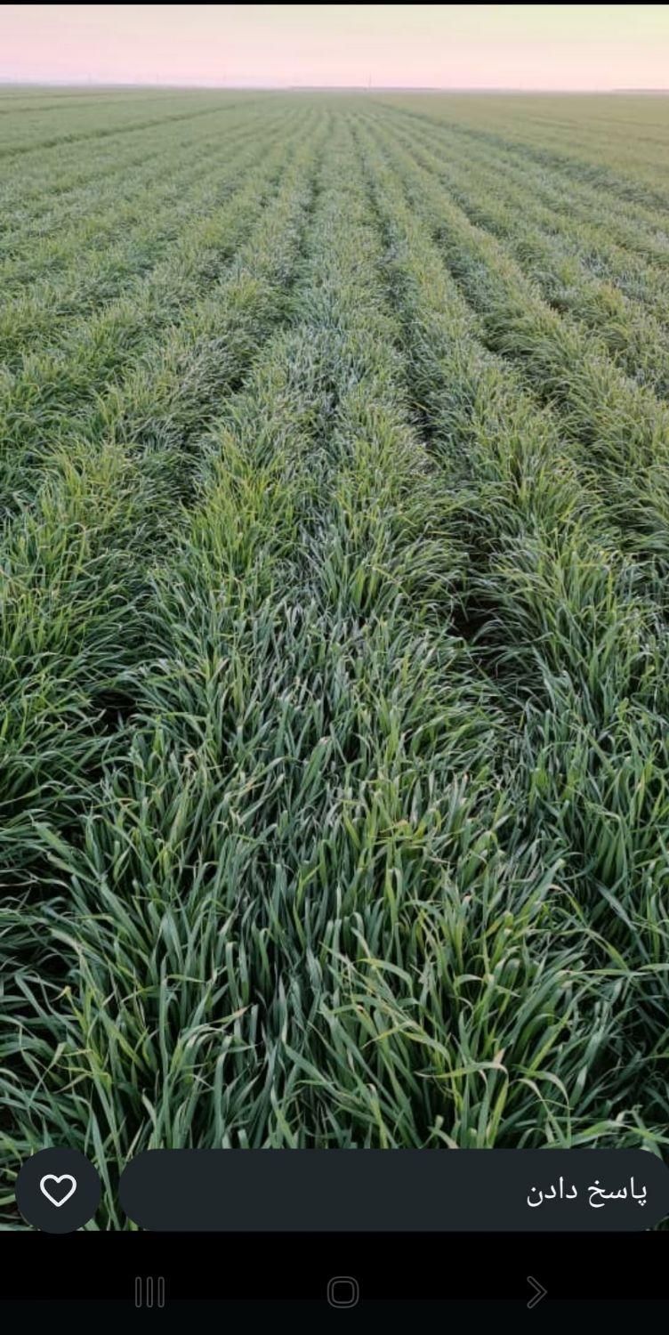 اجاره زمین کشاورزی|اجارهٔ دفتر صنعتی، کشاورزی، تجاری|دهلران, |دیوار