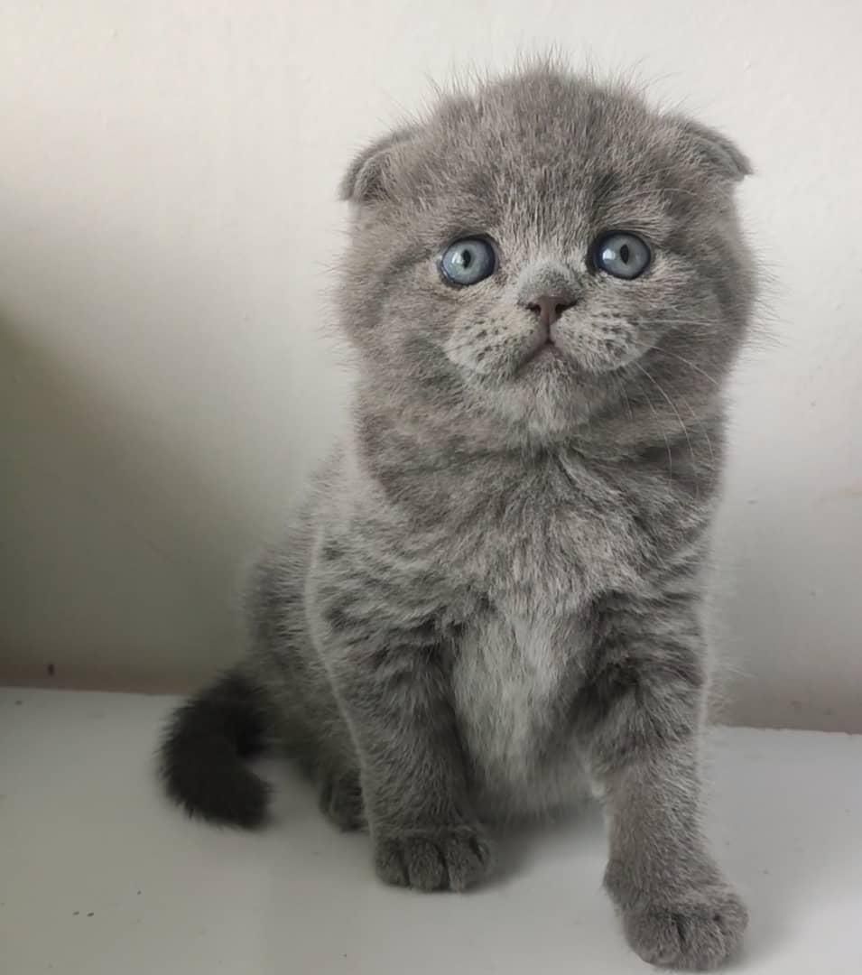 بچه گربه های گوگولی (پرشین بریتیش اسکاتیش)|گربه|اهواز, کیانپارس |دیوار