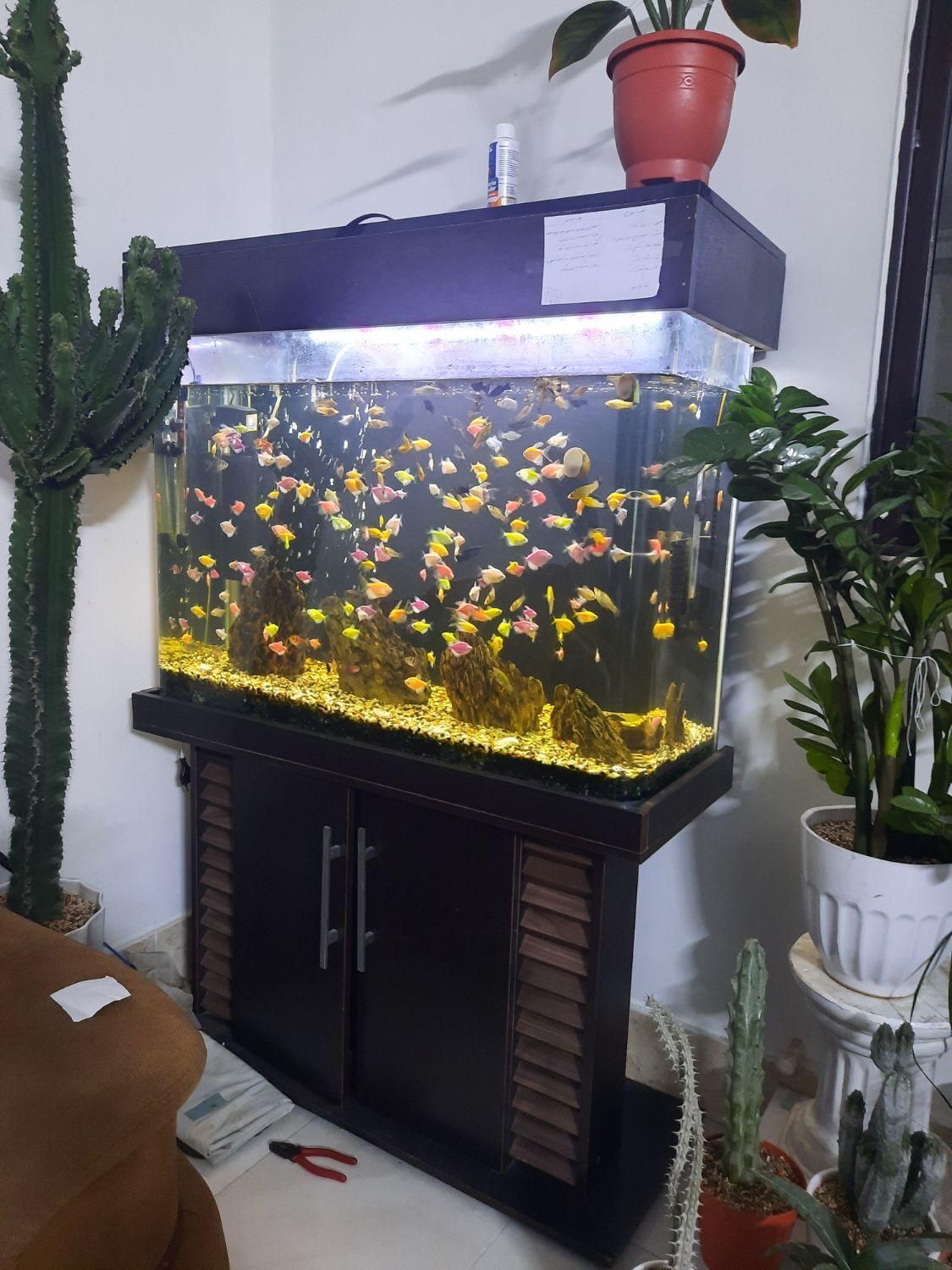 آکواریوم شیشه خم شرکتی|ماهی|رباطکریم, رباطکریم|دیوار