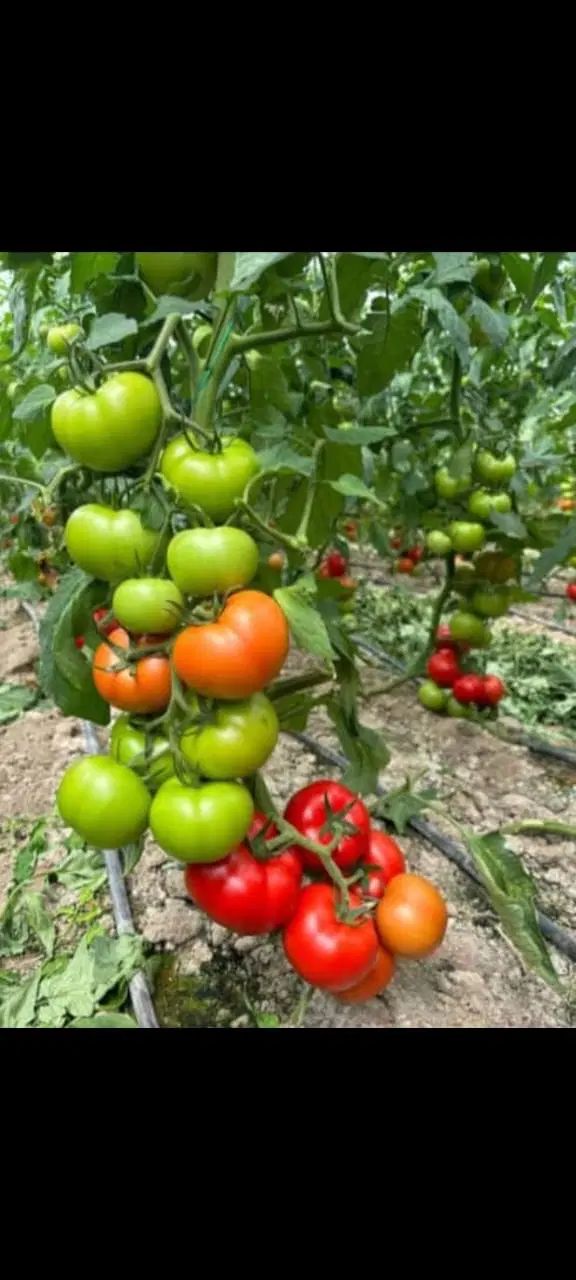 6500نشا گوجه گلخانه ای اماده کشت باقرارداد وضمانت|خدمات باغبانی و درختکاری|شیراز, شهدای شهرک سعدی|دیوار