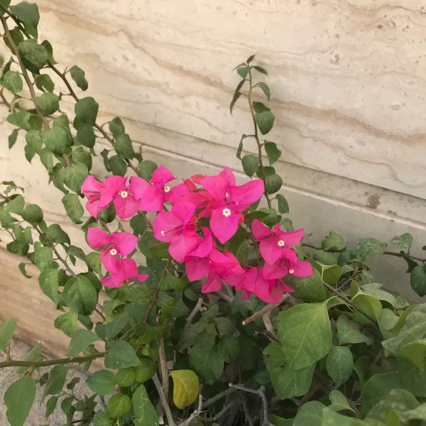 درختچه طبیعی گل ا‌پارتمانی کاغذی۱۵ ساله|گل و گیاه طبیعی|تهران, ستارخان|دیوار