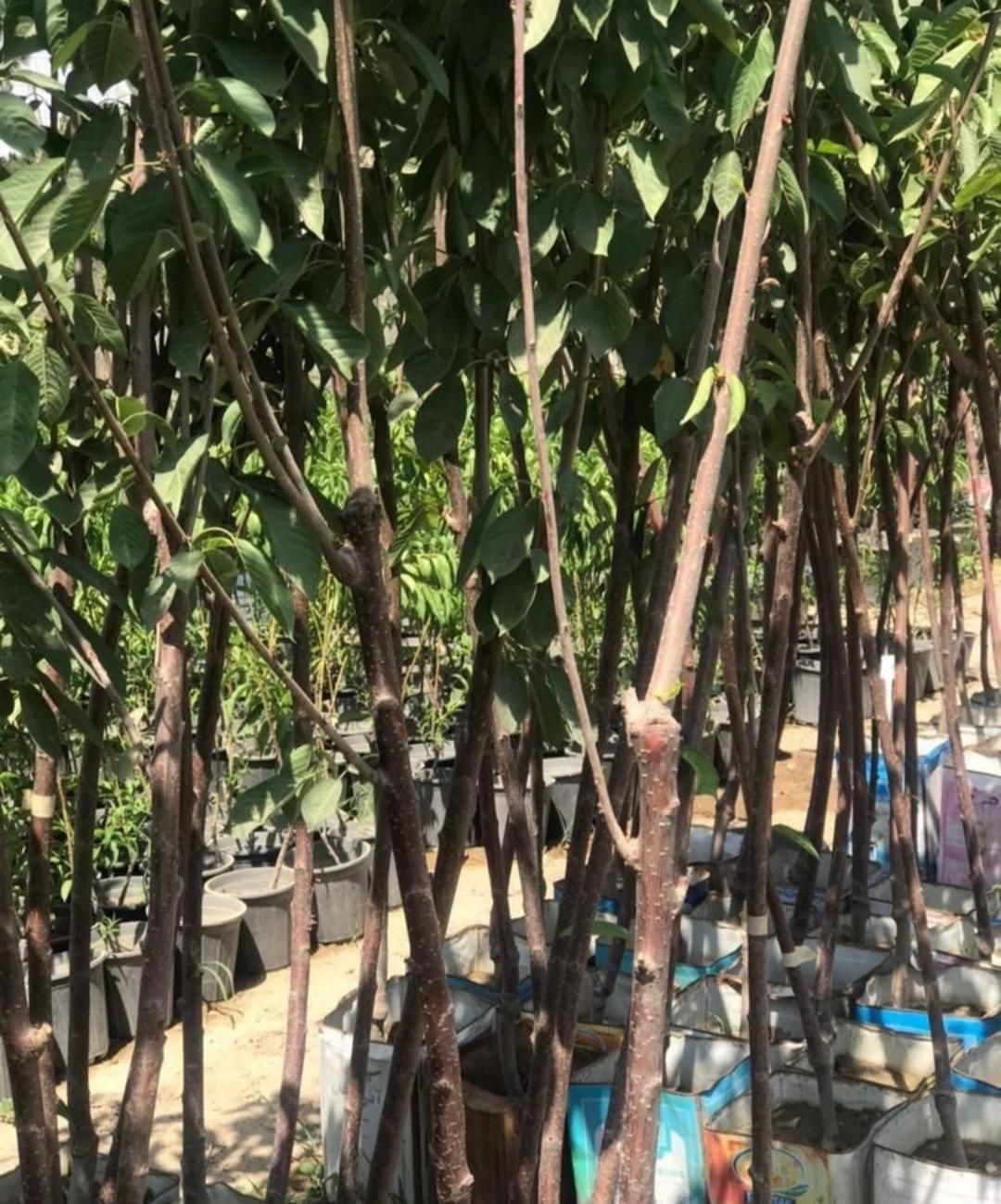 نهال های عاری از بیماری تحت نظر جهاد کشاورزی|خدمات باغبانی و درختکاری|اصفهان, جلوان|دیوار