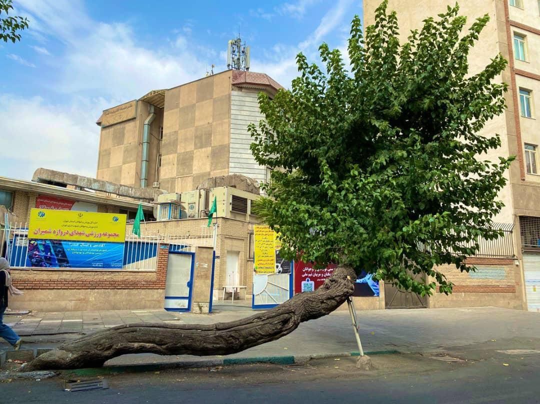 حرس درخت وقطع درخت حمل ونقل|خدمات باغبانی و درختکاری|دزفول, |دیوار