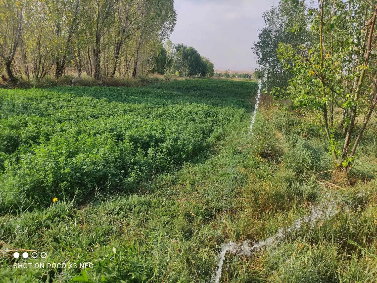 یونجه مناسب خرگوش|حیوانات مزرعه|تهران, شهرک غرب|دیوار