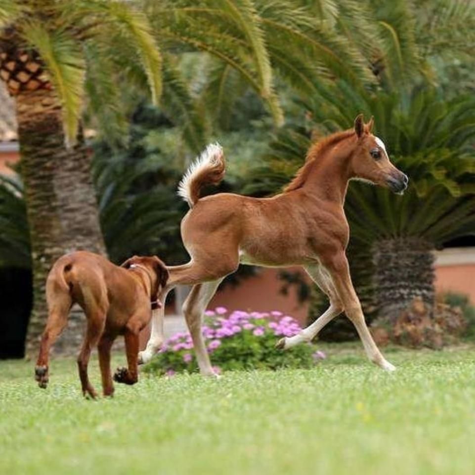 تعدادی نریان بالغ و کره ی عرب مصری (۲سر وارداتی)|اسب و تجهیزات اسب‌سواری|تهران, چیتگر جنوبی|دیوار
