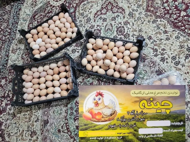 تخم مرغ محلی ارگانیک ارسال رایگان درب مغازه ومنزل|خوردنی و آشامیدنی|خرم‌آباد, |دیوار