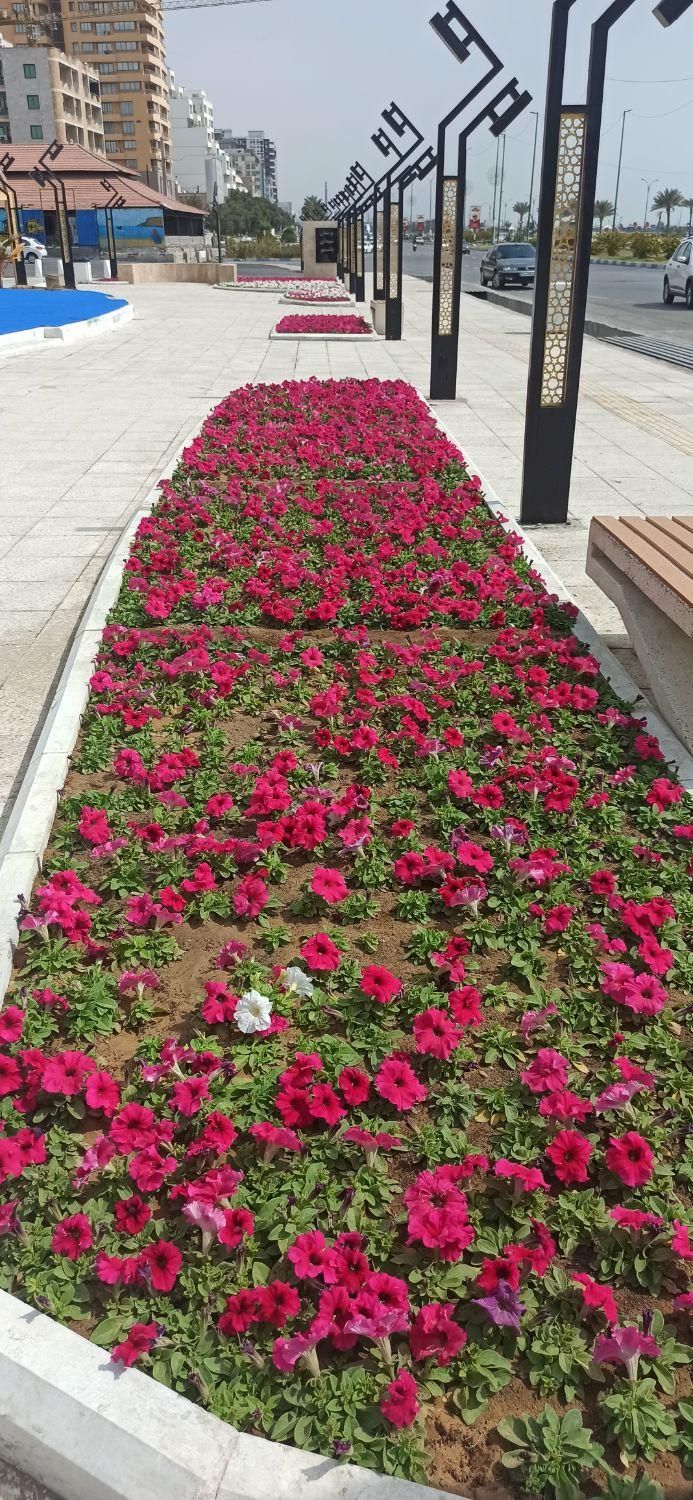 باغبانی و هرس|خدمات باغبانی و درختکاری|بندرعباس, |دیوار