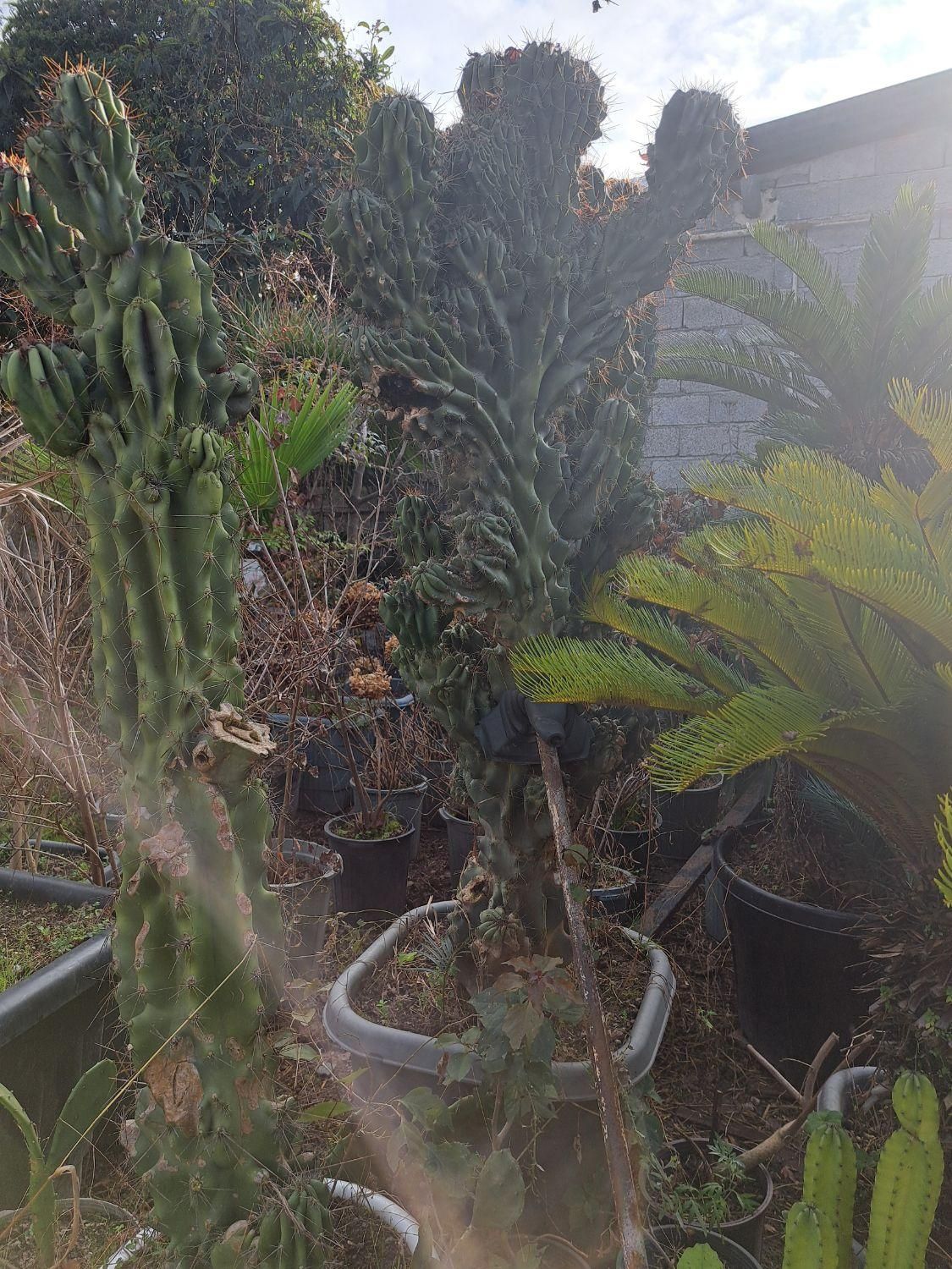 فروش کاکتوس صخره ای|گل و گیاه طبیعی|سلمانشهر, |دیوار