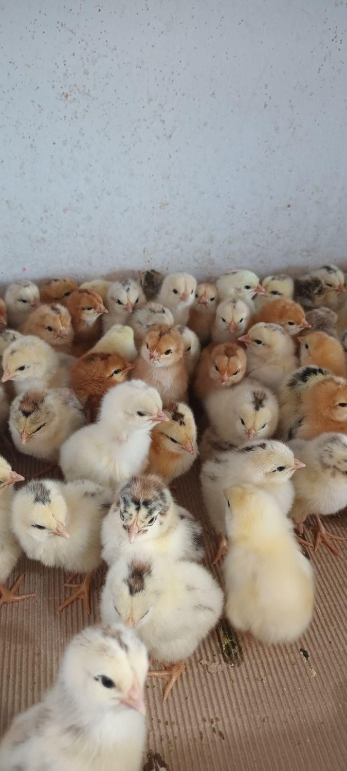 جوجه یکروزه بلک ...|حیوانات مزرعه|یزد, |دیوار