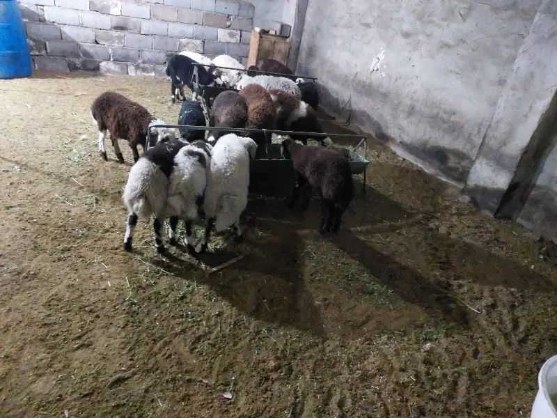 بره نر سبک،بز سانن اصل نر و ماده|حیوانات مزرعه|اصفهان, سرشبادران|دیوار