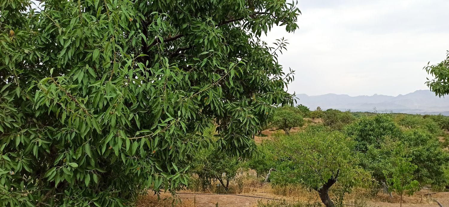 فروش زمین ۱۰۰۰ متری در احمدآباد|فروش زمین و ملک کلنگی|اصفهان, احمدآباد|دیوار
