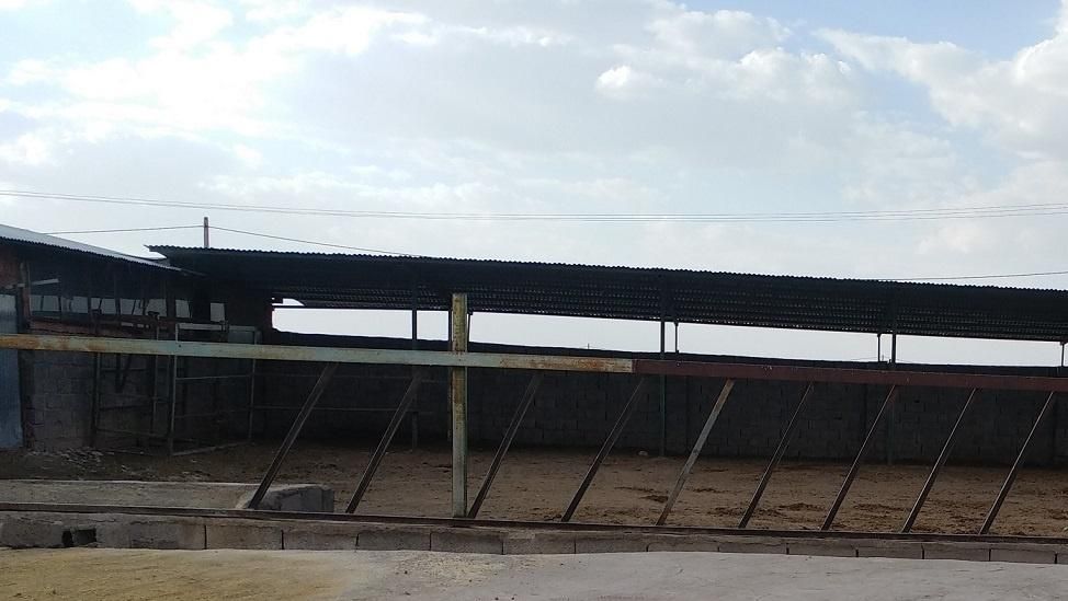 فروش گاوداری8000متری باپروانه120راسی(60مولد)بردسیر|فروش دفتر صنعتی، کشاورزی، تجاری|بردسیر, |دیوار