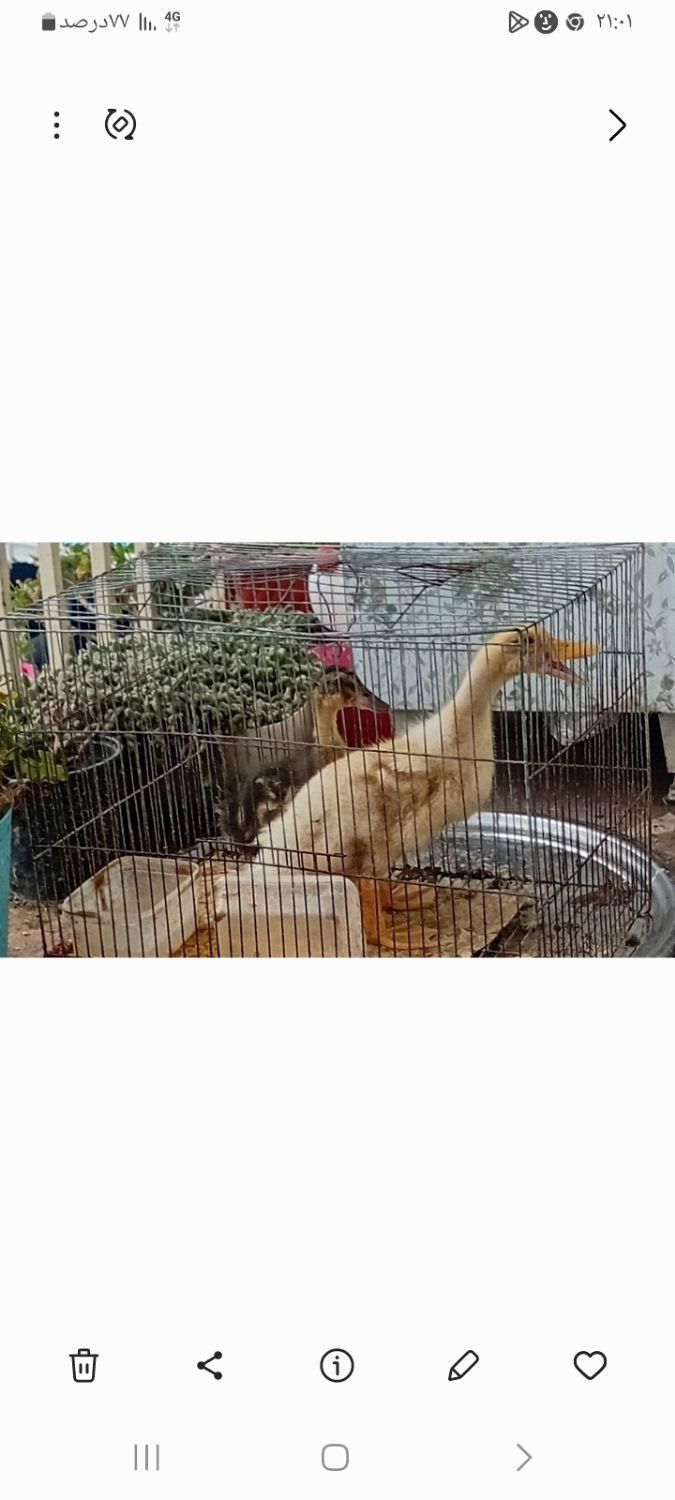 اردک|حیوانات مزرعه|رشت, فرزانه|دیوار