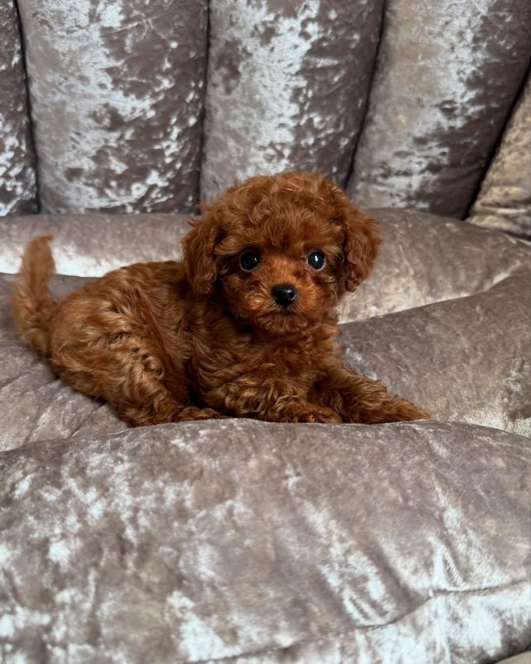 سگ توله توی پودل دارک رد 68 روز توی پودل رد|سگ|تهران, شهرک غرب|دیوار