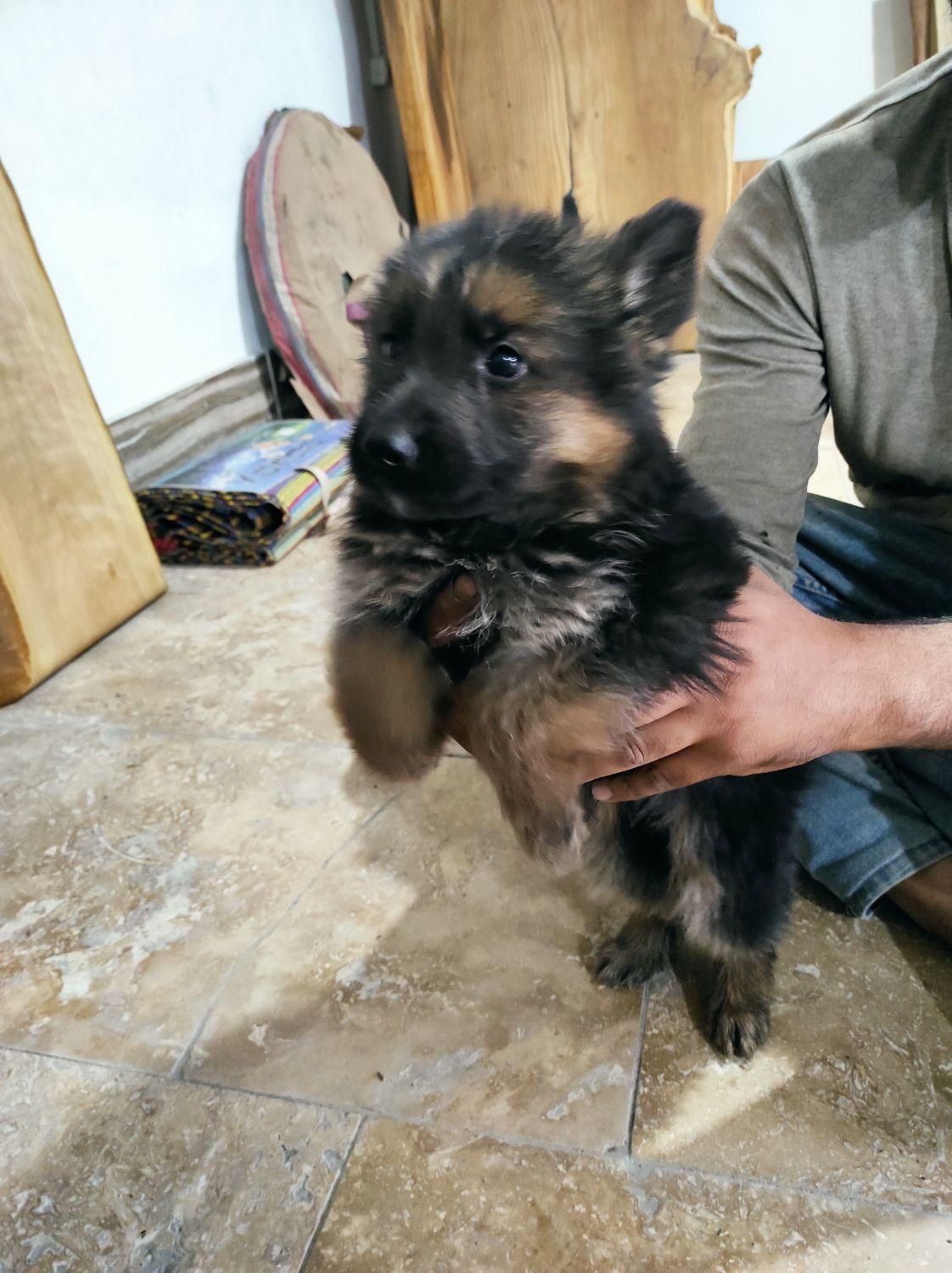 واگذاری توله ژرمن بلک و ابلغ|سگ|ساری, |دیوار