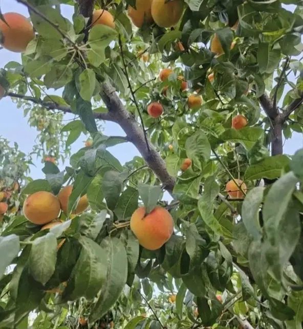 هلو زعفرانی ارگانیک بدون سم|حراج|کرج, گلشهر|دیوار