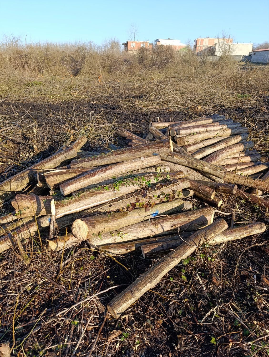 خریدار چوب وهیزم|خدمات باغبانی و درختکاری|اسالم, |دیوار