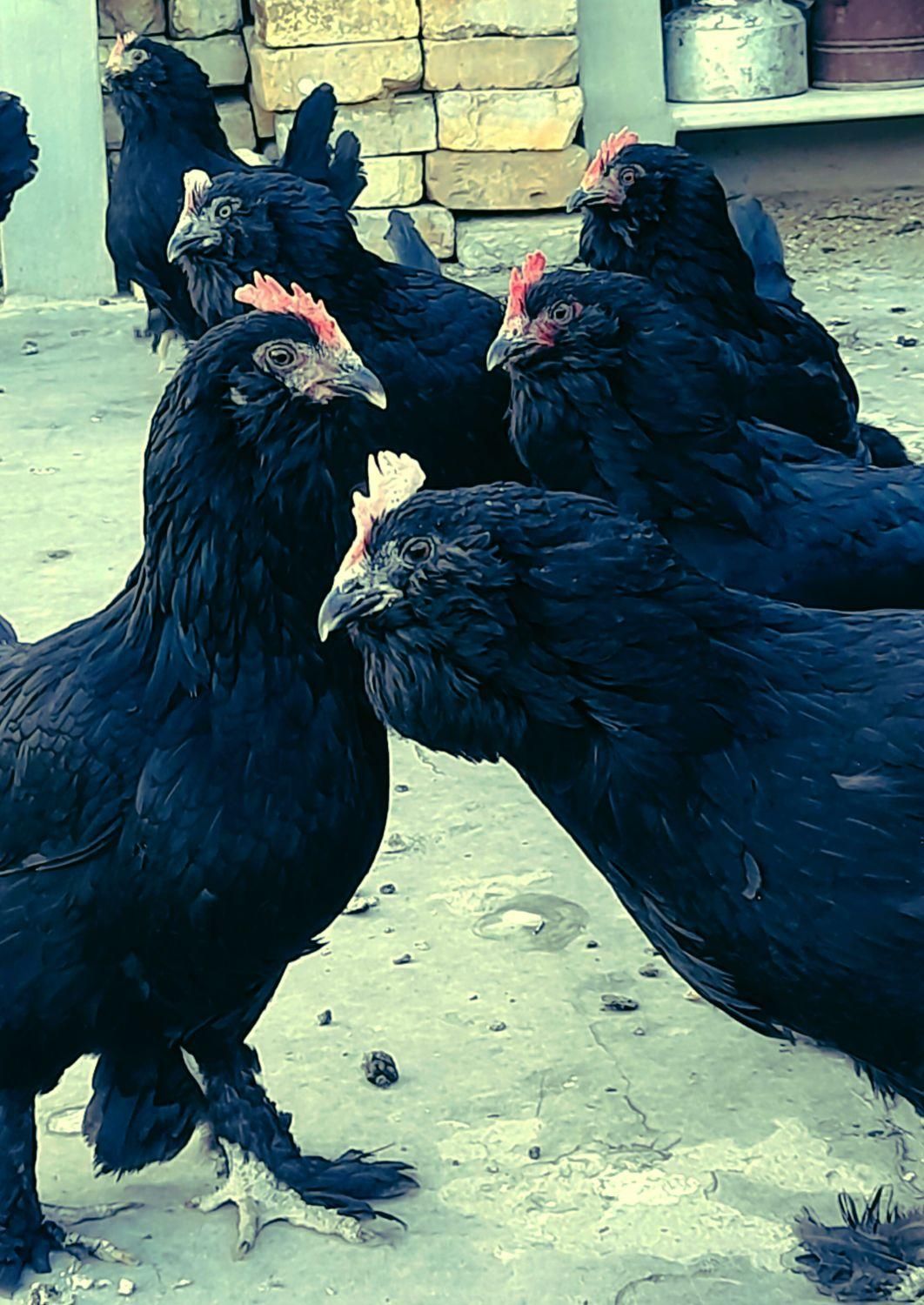 تخم مرغ نطفه دار نژاد مرندی|حیوانات مزرعه|نجف‌آباد, گلدشت|دیوار