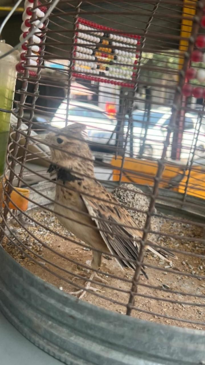 قناری سهره قناری|پرنده|زرند, |دیوار