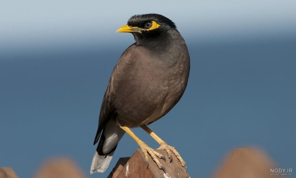 یک عدد مرغ مینا گمشده|پرنده|خمینی‌شهر, |دیوار