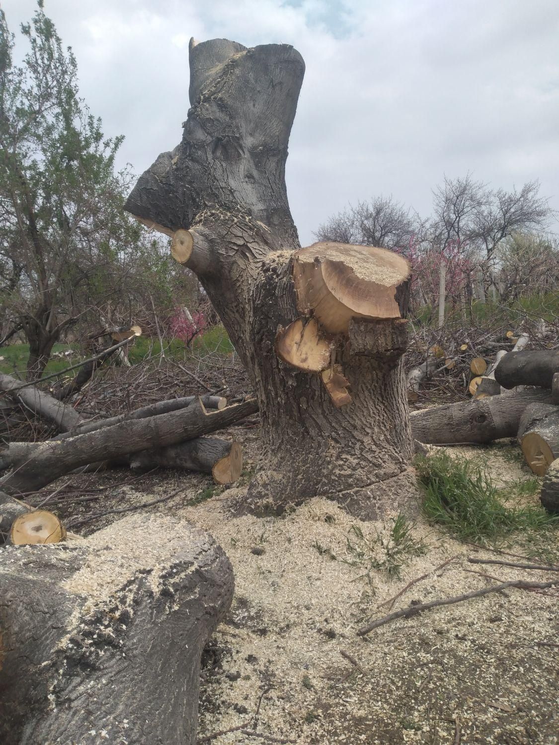 سلام خریدار انواع مختلف درخت|خدمات باغبانی و درختکاری|ارومیه, |دیوار