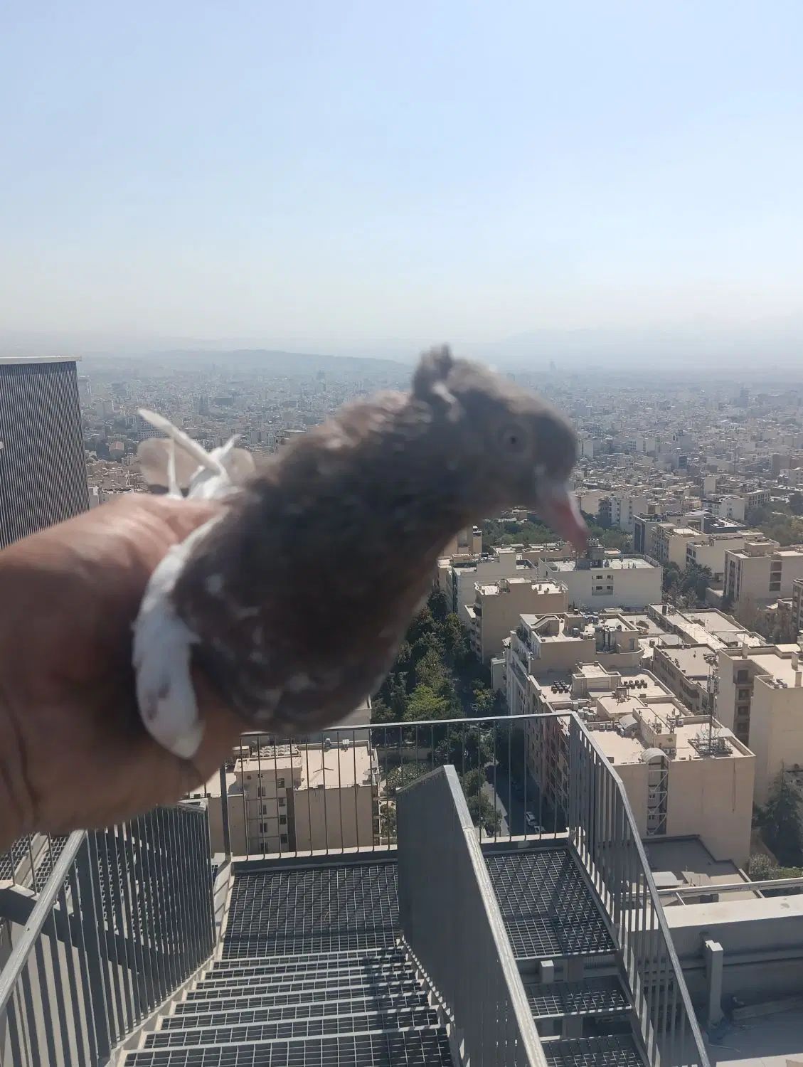کبوتر پرشی غریبگیری|پرنده|تهران, جردن|دیوار