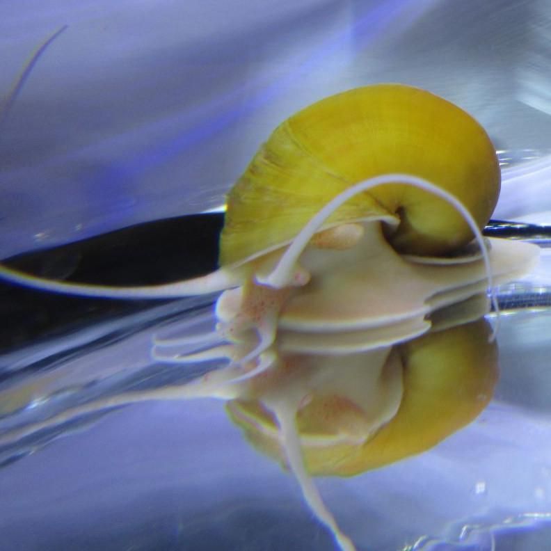 حلزون سیب ، کلمبیایی ، رامشورن و شیپوری (مالزیایی)|ماهی|تهران, گلستان (شهرک راه آهن)|دیوار