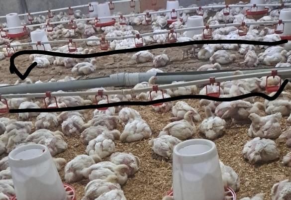 ابخوری دستی دانخوری دستی|لوازم جانبی حیوانات|قرچک, محمد آباد|دیوار