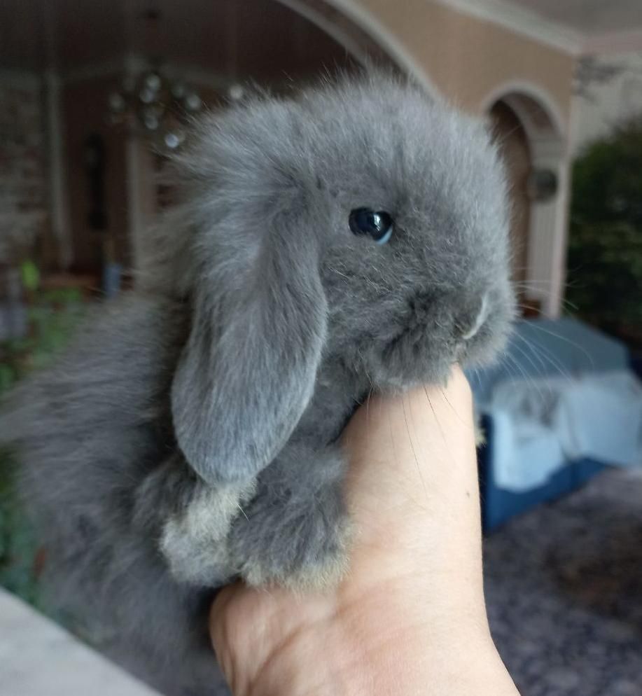 خرگوش مینی لوپ ترکیش + بسته غذا|موش و خرگوش|کرج, کوی زنبق|دیوار