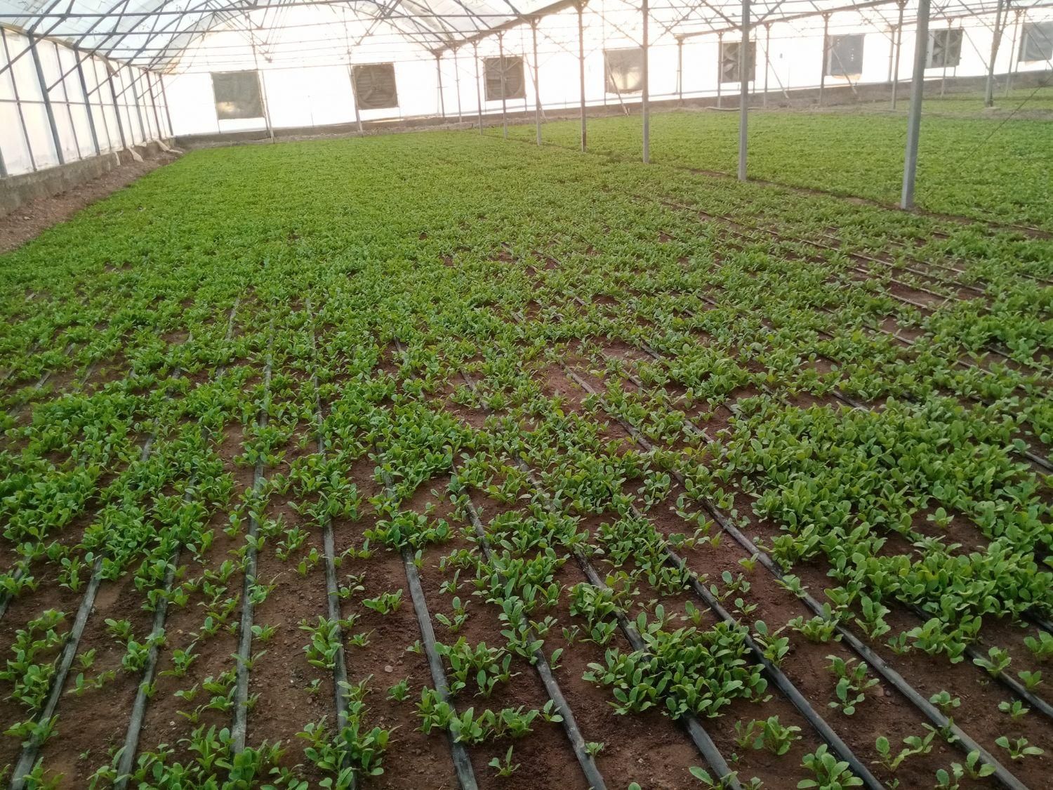 گلخانه هیدروپونیک فول امکانات در دشت|فروش دفتر صنعتی، کشاورزی، تجاری|نیشابور, فضل|دیوار