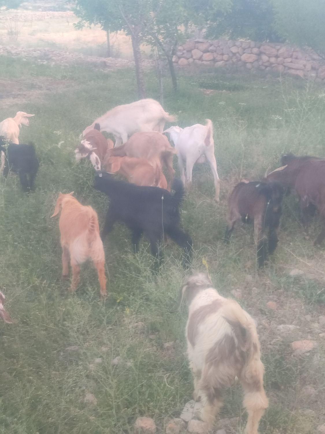 بزسانن|حیوانات مزرعه|مروست, |دیوار