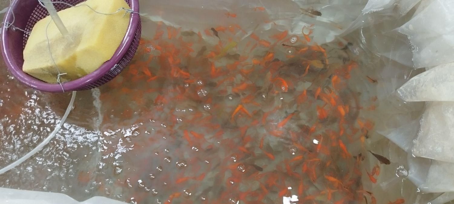 ماهی|ماهی|گرگان, |دیوار